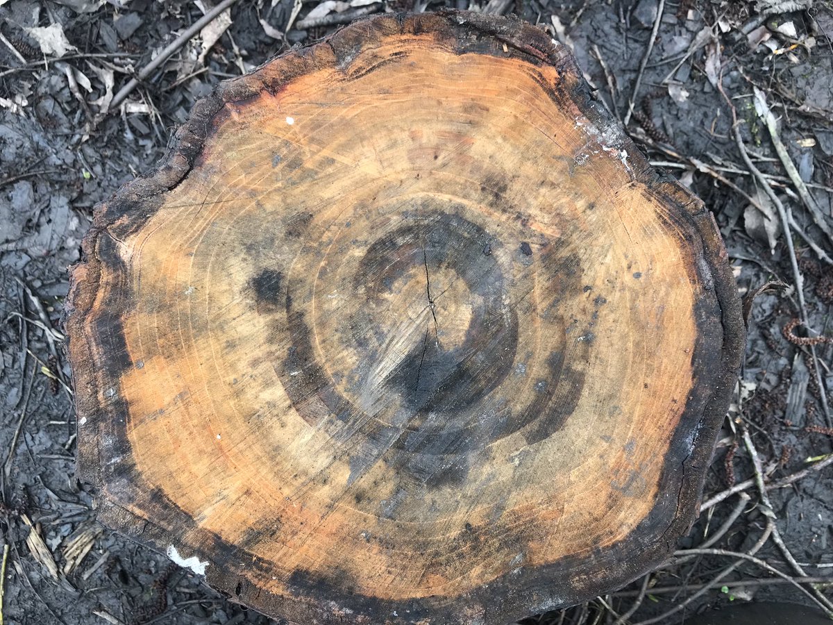 Mrs_H_Burgess's tweet photo. Today we measured the size of the trees in the forest so that we can compare and contrast our local area to the trees in North America. We did this by counting the rings of cut trees and using measuring tapes. #LGQM #SILPrimary #Geography https://t.co/nLMTPrbRf5