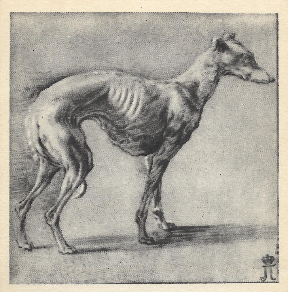 Frans Snyders, Greyhound study, 1957 