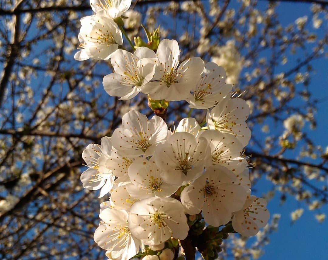 This Saturday 23 March it's our #spring fair at Parish House #Scarborough 🕚 11am - 2pm

Please come &amp; support our churches, this is one of our biggest fundraising events of the year! ☀️🙏🌷