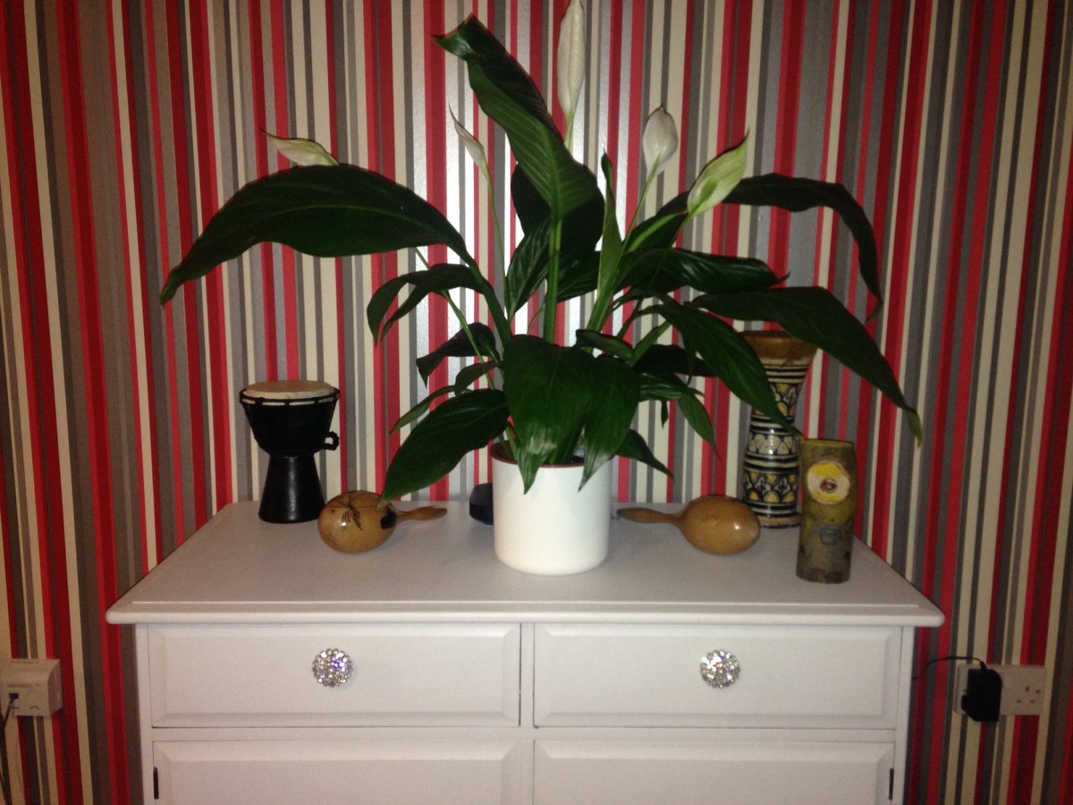 Peace lily.... one of the best indoor plants to cleanse the air #MHFAWellbeing