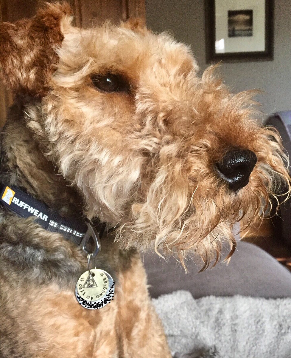 PajandKora's tweet photo. Loving this new dog tag 💙 #poshtag #harrypotter #muggle #welshterrier https://t.co/94WqVJ09yI