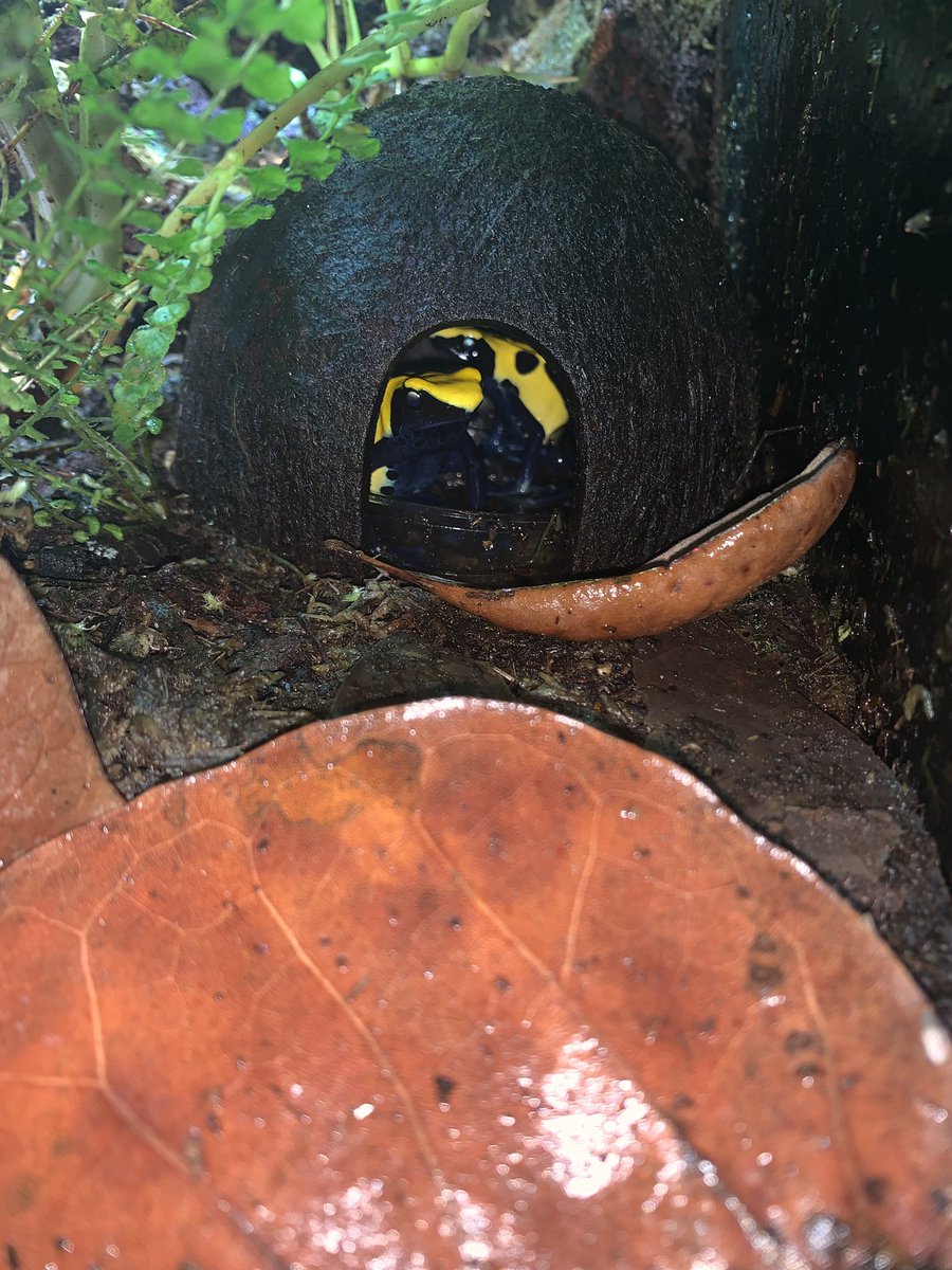 joesfrogs's tweet photo. There will be eggs today🧐 from these Citronella.#joesfrogs #Dartfrogs #breeder #rainforest #vivarium https://t.co/SEN2RFW7j7
