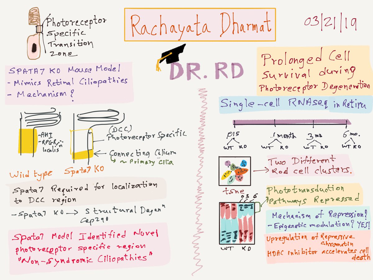 ninadoak's tweet photo. What an amazing thesis defense by Rachayata Dharmat (@Rachayata13) on “Multiomic Portraits of Inherited Retinal Ciliopathies” from Rui Chen’s lab @bcmhouston @BCM_HGSC
#Genetics #Phd #PhDone #sciwin https://t.co/bkVr7UzAfi