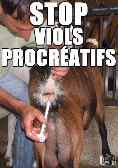 BoucherieAbolie's tweet photo. Nous ne voulons pas d’une #JourneeSansViande
Nous voulons un #MondeSansViol !
C’est le viol procréatif qui alimente les élevages et les abattoirs en futures victimes, qui ne naissent que pour mourir.
#MeatIsRape https://t.co/6r8kR4Vwq6