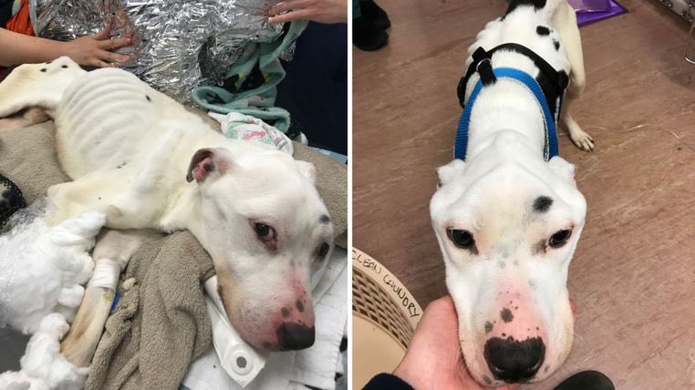⁦<a href="/rickygervais/">Ricky Gervais</a>⁩ <a href="/JaneFallon/">Jane Fallon</a> <a href="/PeterEgan6/">Peter Egan</a> RSPCA discovers 'thinnest dog ever seen alive' in Lancashire. Can we please RT and find the b***ards responsible for THIS?
news.sky.com/story/rspca-di…