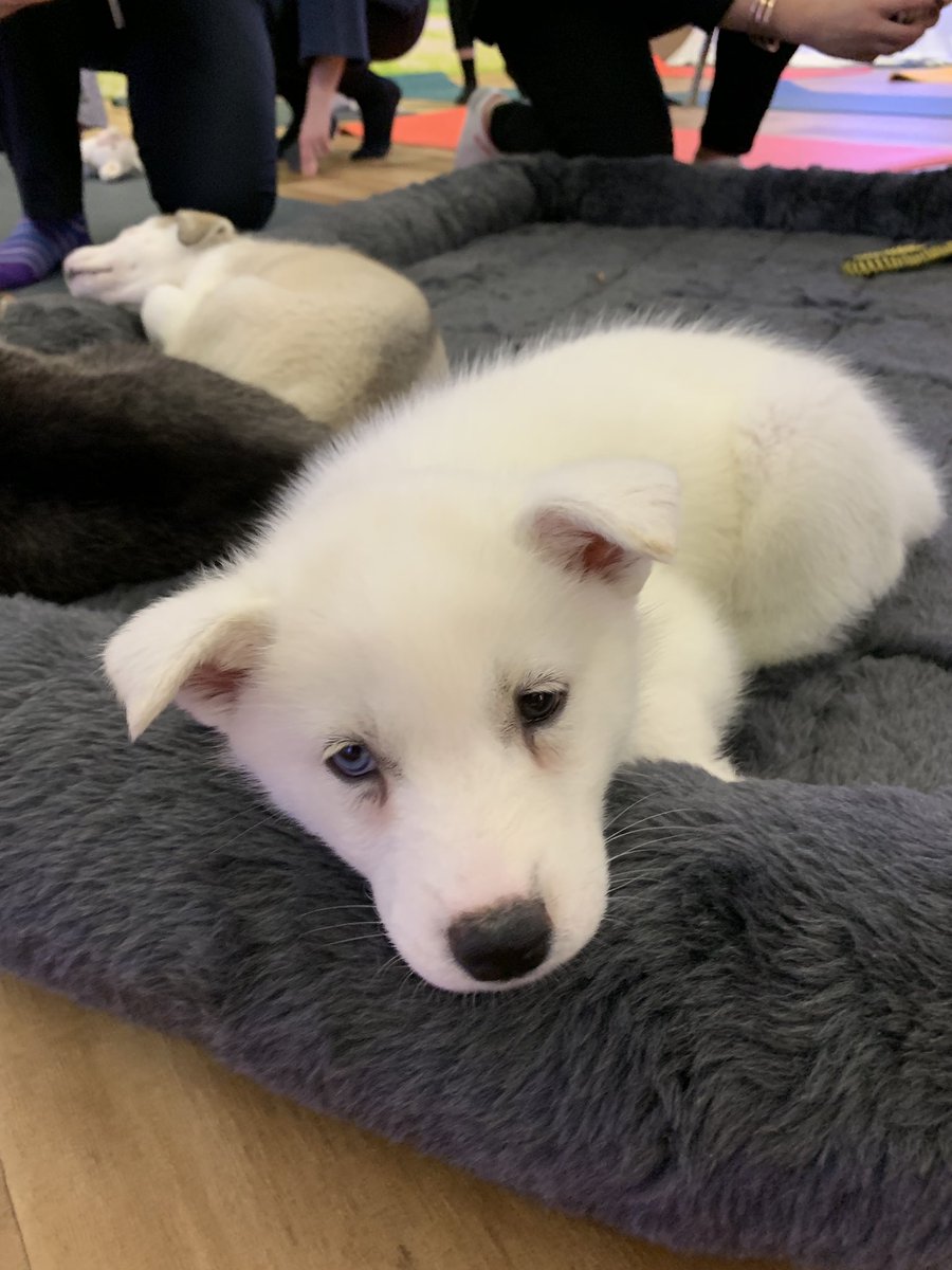 MarinighPR's tweet photo. Update: I did end up finding the puppies... obviously. 🐶 #FacebookSummit https://t.co/Z7mRlaomkh