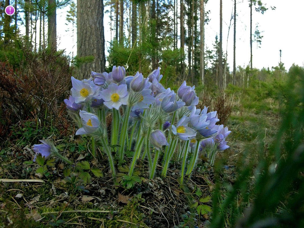 Карельский лес, прострел весенний