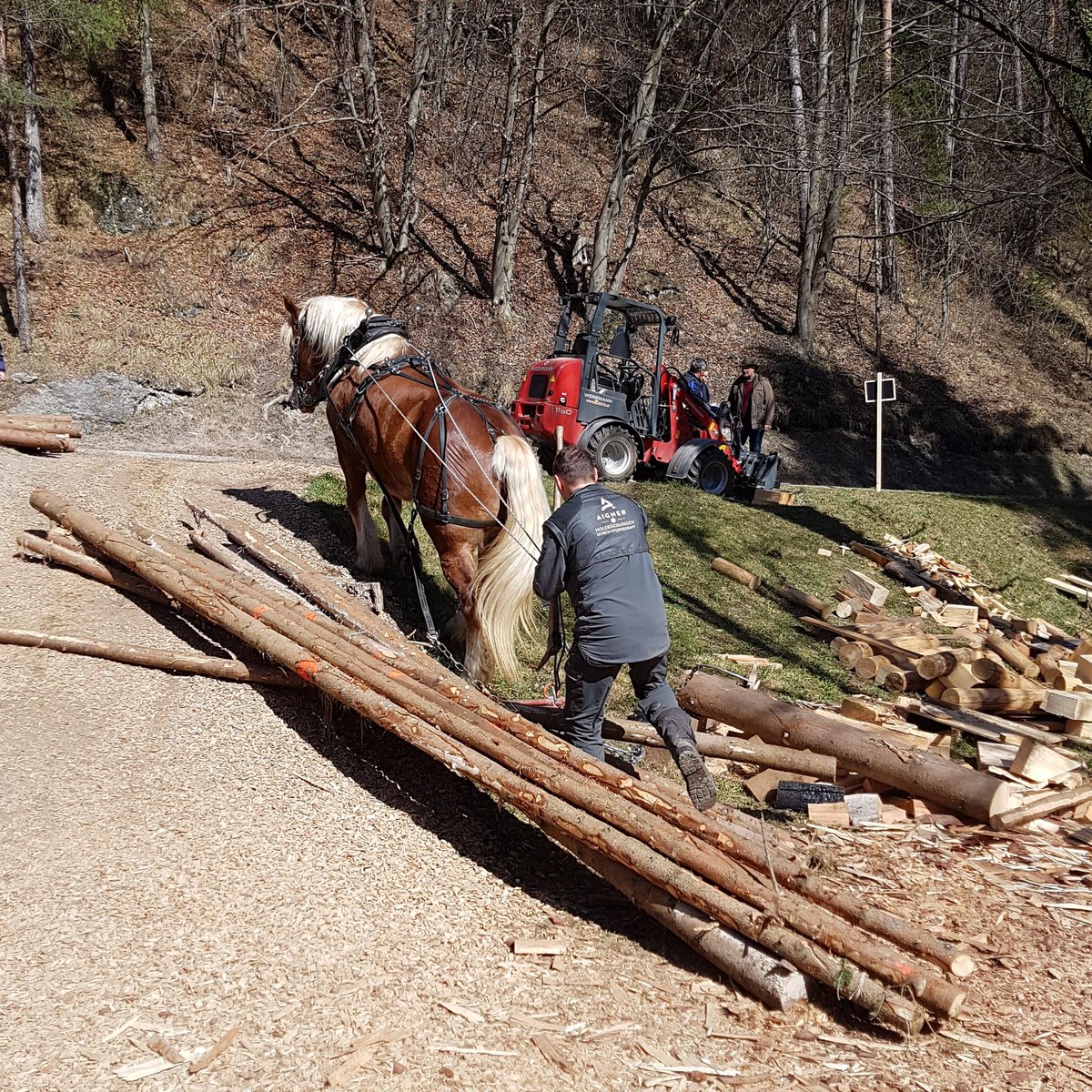 Our timber delivered by horse. This is low impact building.