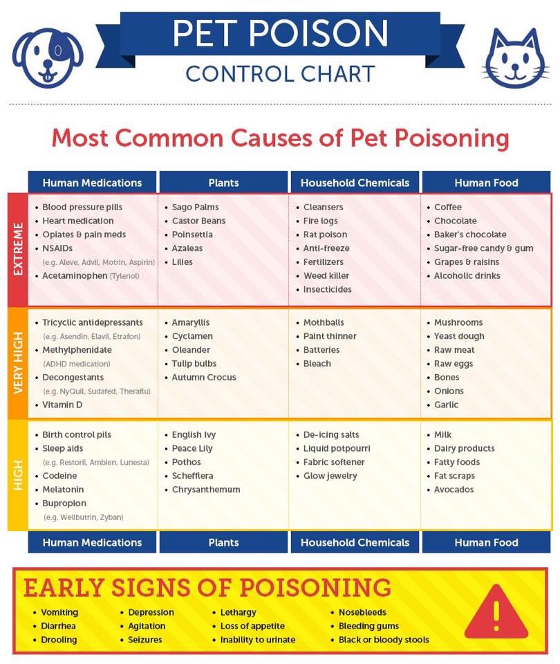 ⚠️We are supporting #NationalPoisonPreventionWeek by sharing this handy guide to common causes of pet poisoning. Please check your homes and move these items out of your pets reach ⚠️