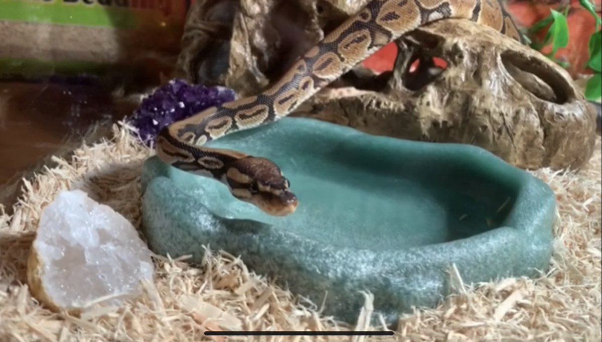 Parsel19's tweet image. I've been staring at the edge of the water 'Long as I can remember, never really knowing why.. actually cause I’m thirsty.. #ballpython #ballpythons #ballpythonoftwitter #snake