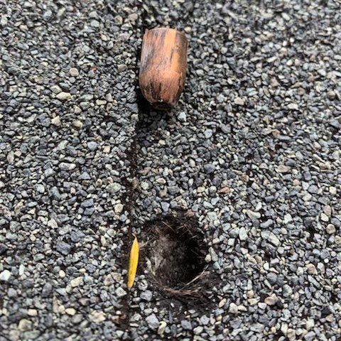 DLV_roofing's tweet photo. Things just got interesting here at DLV... Check out what our South Repair Crew discovered today! Surprisingly, this is not the first time we have run into a situation like this!
#oddfinds #asheville #roofing https://t.co/eLDWsxaEgE