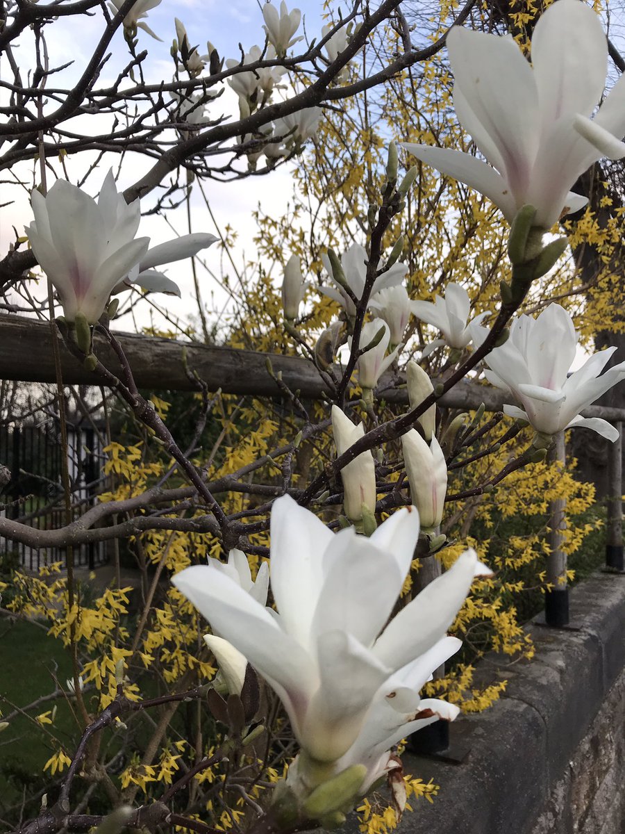 FionaMontgomer1's tweet photo. Joy in seeing #magnolia on the #firstdayofspring2019 https://t.co/KpdTwdHuJq
