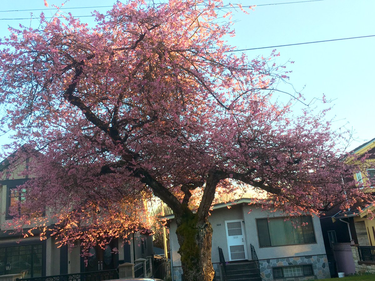 AnitaEccleston's tweet photo. Taxes or gardening... what to do? The sun is blazing so...
☀️🌱#SpringTime #Vancouver #cherryblossoms (picture taken last evening after transplanting my shasta daisies and general yardening) #firstdayofspring2019 #backyard https://t.co/Kmn8iRqbuQ