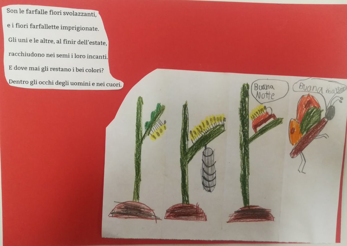 elmeskolan's tweet photo. Son le farfalle fiori svolazzanti,
e i fiori farfallette imprigionate. 
Gli uni e e le altre, al finir dell’estate, 
racchiudono nei semi i loro incanti (di Lina Schwarz).
#giornatainternazionaledellapoesia 
#RagazzeTw  @MerianTw su #Wikipedia 
(Pluriclasse di italiano, Älmhult) https://t.co/RWh0Uwg1W2