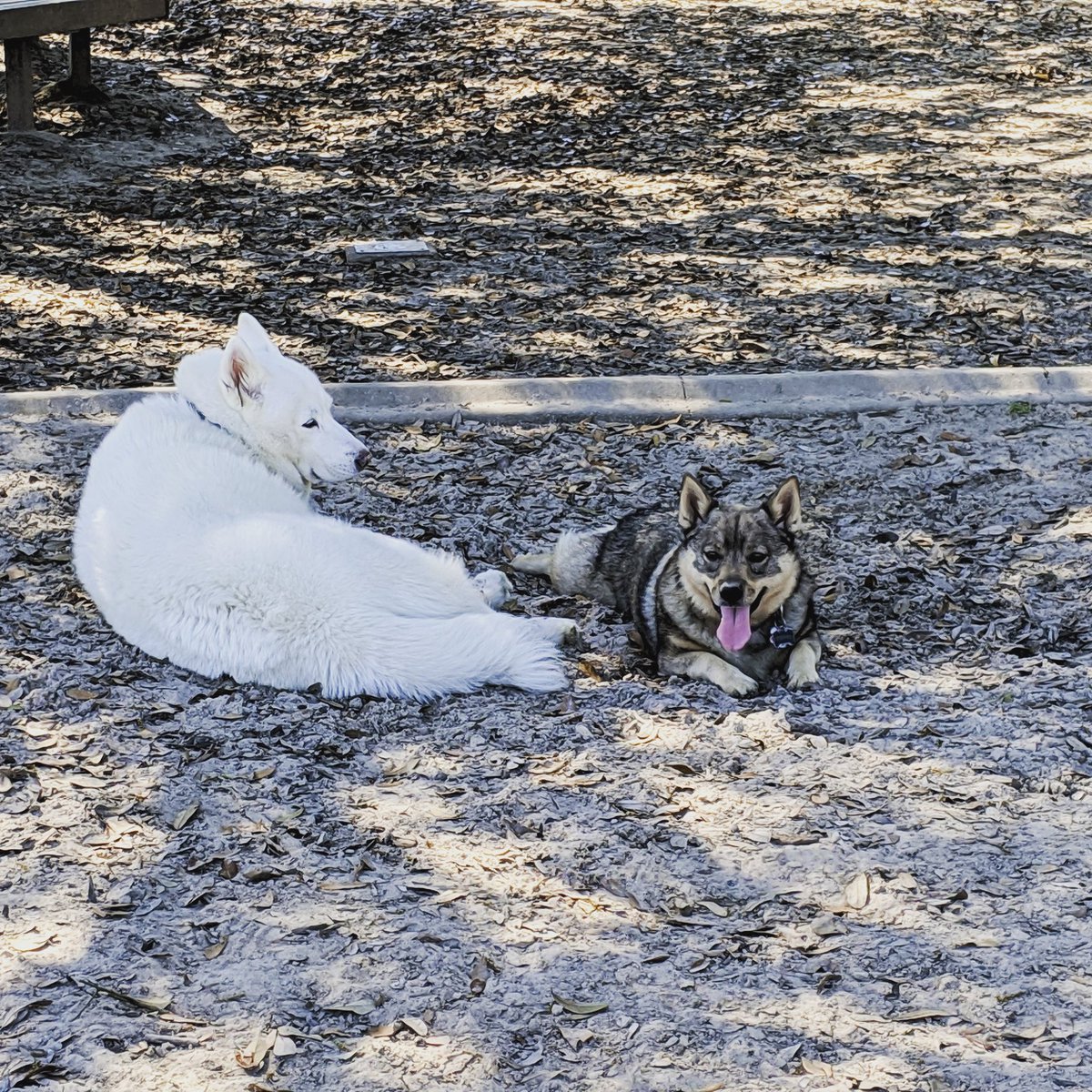 ShawnHymel's tweet photo. Good day at the dog park with Pippin and @KitatheDog 😎😎😎 #dog #doggo #doglovers #swedishvallhund #alaskanhusky https://t.co/fNfdRXpoLo