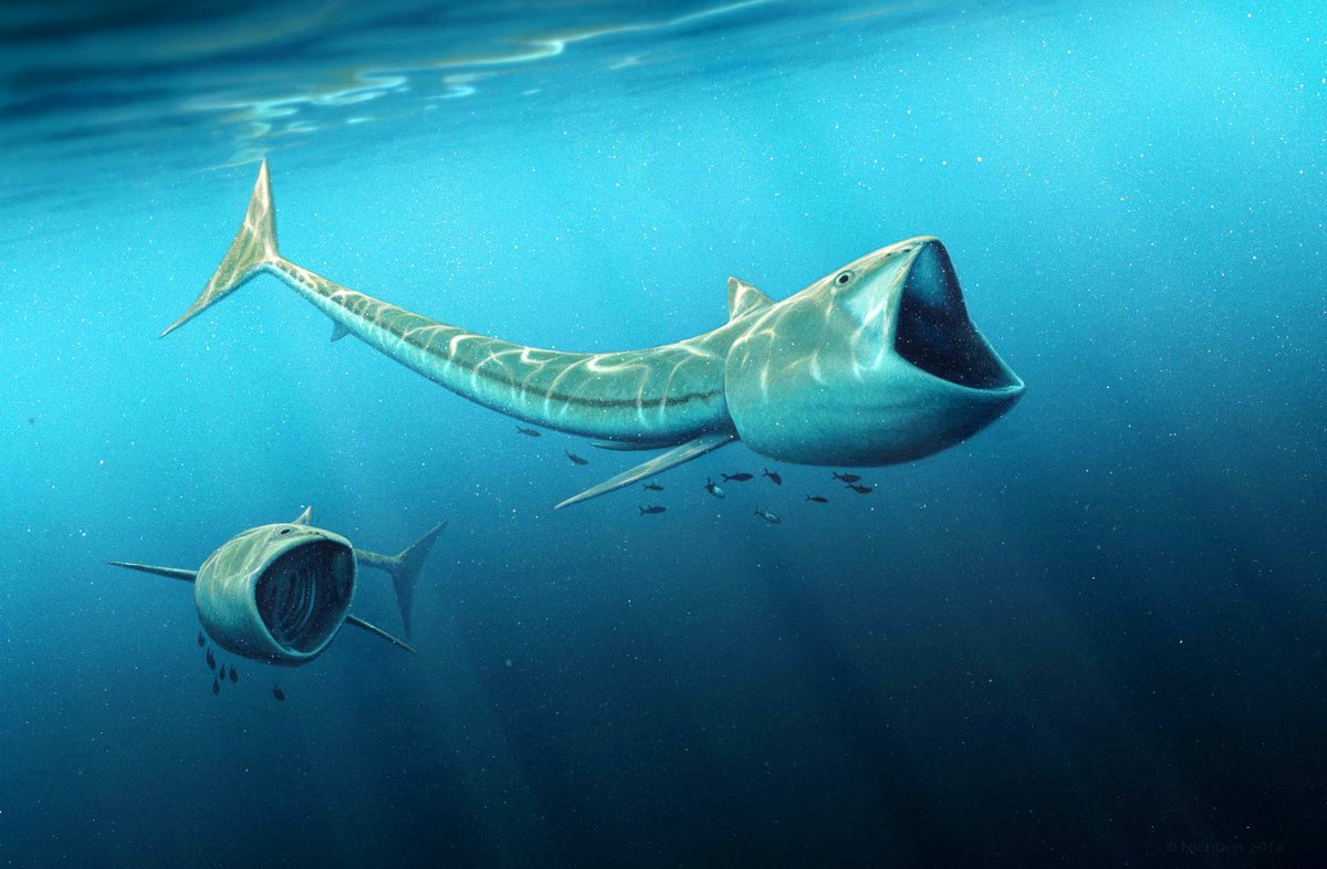 Extinct Animals On Twitter Rhinconichthys Was A Bony Fish