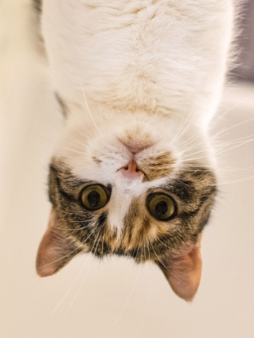 catsscrapers,,, (@catsscrapers) on Twitter photo 