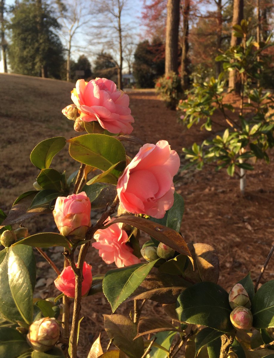 HadenHort's tweet photo. It’s #camellia time in #RVA! #MarchFlowers #FloweringShrubs #WoodlandPlants #BroadleafEvergreens #PinkFlowers #Spring2019 #gardening https://t.co/keKCD8yU2s