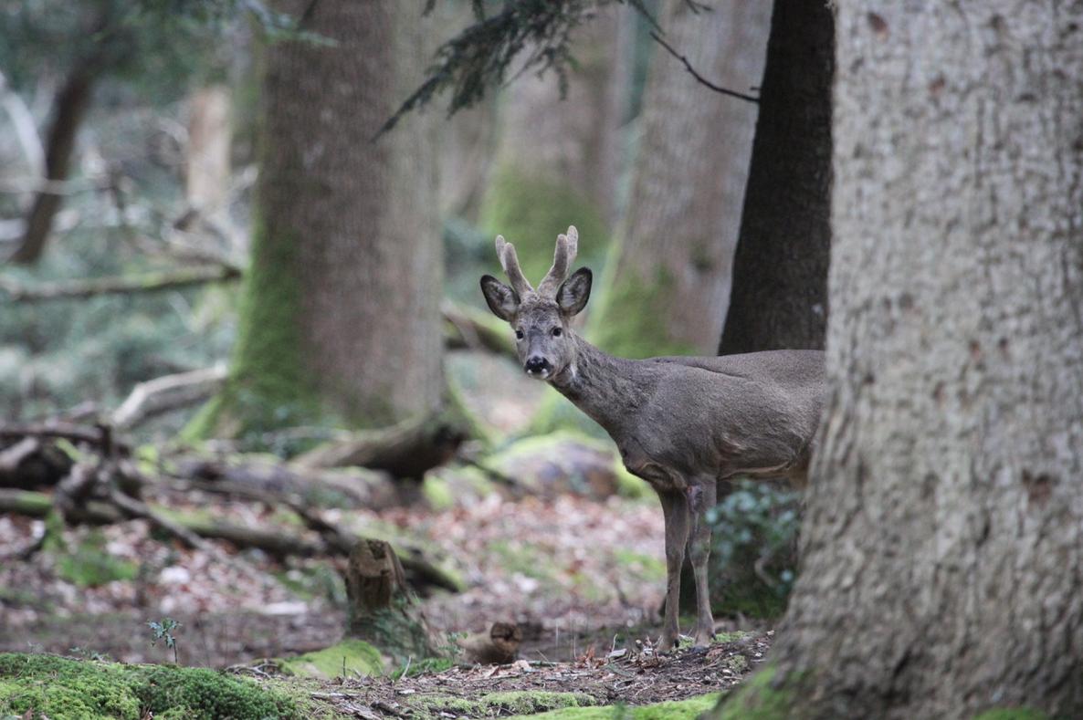 Inquisitive roebuck <a href="/NewForestNPA/">New Forest NPA</a> <a href="/Tracking_Signs/">Forest Tracker 🇺🇦</a> <a href="/JoLangb/">Jochen Langbein2</a> @wildlife_uk <a href="/NatureUK/">NatureUK</a> @BBCCountryfile <a href="/BBCSpringwatch/">BBC Springwatch</a> <a href="/WildlifeMag/">BBC Wildlife</a> @NewForestNP <a href="/iNatureUK/">iNatureUK</a> @TheDailyDeer