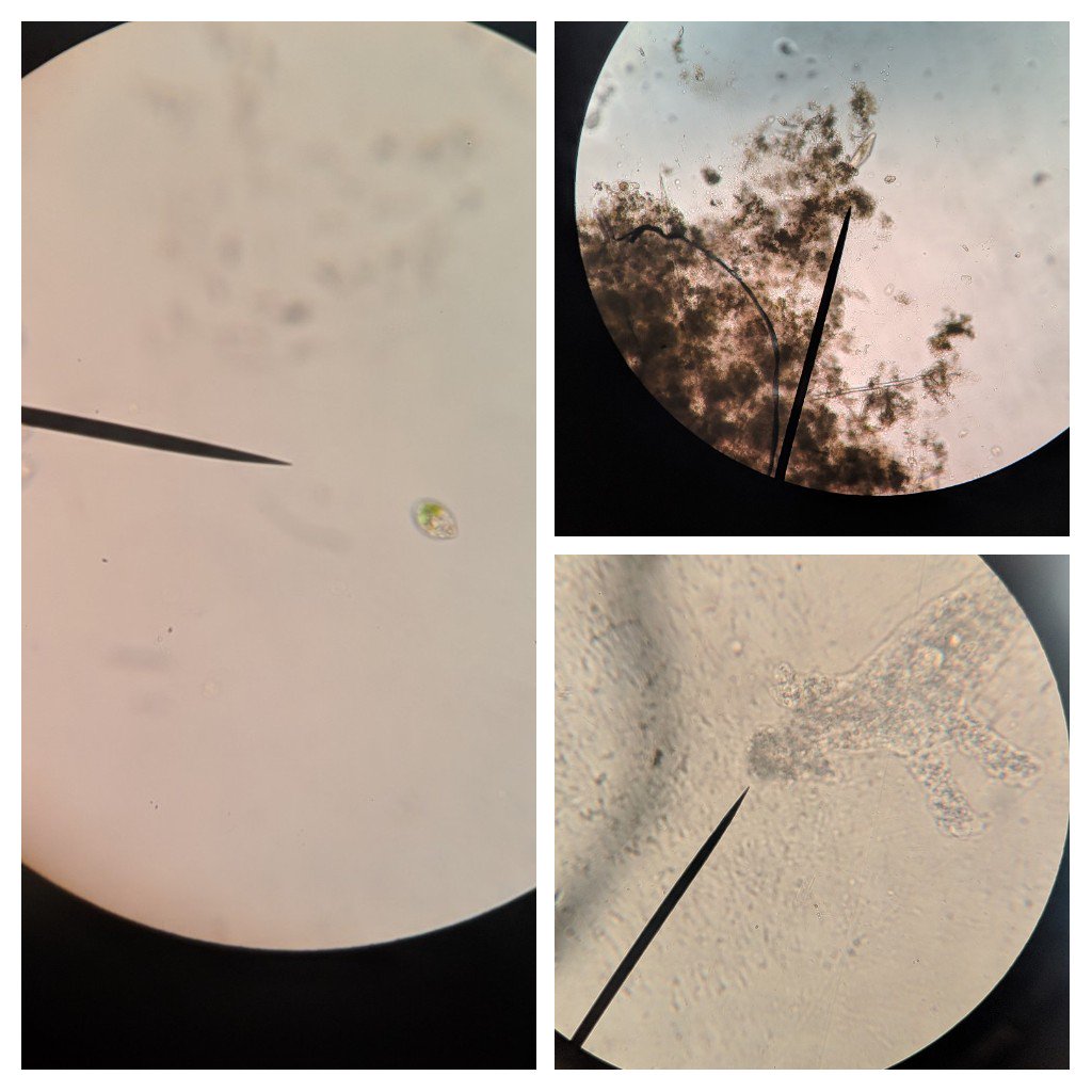 SperaUMSSciecne's tweet image. Students had a blast observing live specimen. #scienceisthebest #CBSDScience  #microscopes #theymovesofast @CBUnamiMS