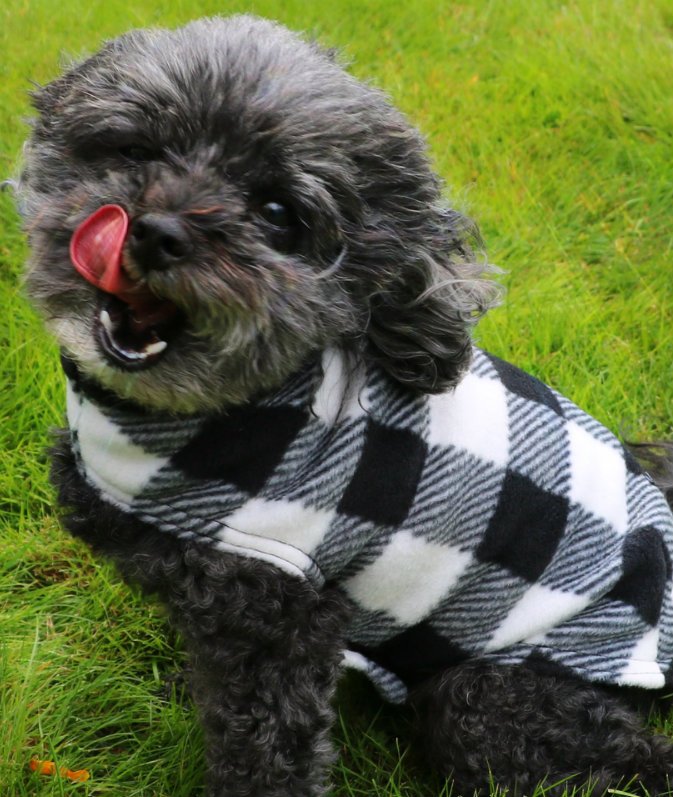 teckelklub's tweet photo. Abbey loving the Spring sunshine. Time to thaw out & enjoy the bountiful blossoms that line the #Vancouver streets - and the indigo colored croci that adorn the lawns! Check out the Ivory Plaid Fuzzie https://t.co/GBVn34I1aT #HappySpring2019 #YVRdogs #Vancouverdogs #dogsarelove https://t.co/8EoNiZBORF