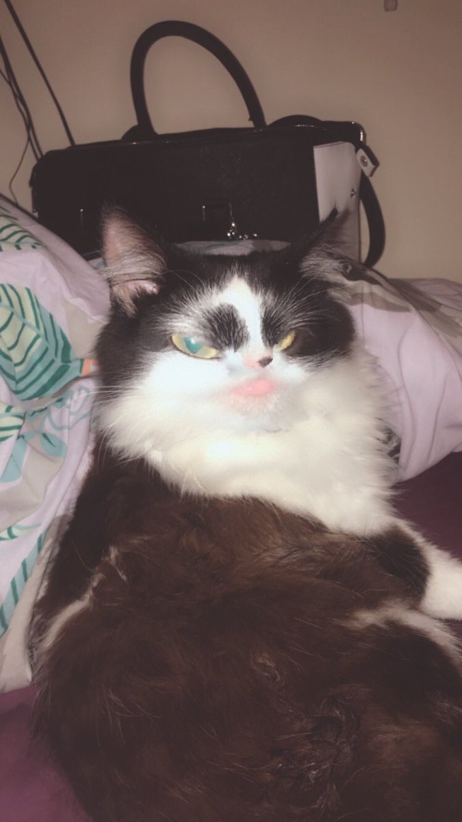 YouMeAtSal's tweet image. Guys why haven’t I ever used snapchat filters on my cats before I am CRYING😂🤣😂🤣😂

#snapchat #cats #LITERALLYEVERYTHING