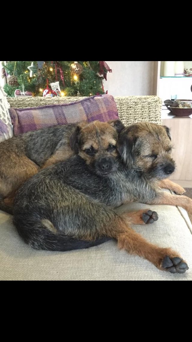 bisleythedog's tweet photo. These two beautiful dogs have been missing for days now. They live in my village and their owners are beside themselves. Possibly stolen. Please keep a look out for them, they could be anywhere. #BTposse #borderterrieruk #dogsuk #ukdogs https://t.co/mTxh17AoCp