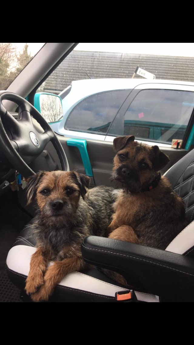bisleythedog's tweet photo. These two beautiful dogs have been missing for days now. They live in my village and their owners are beside themselves. Possibly stolen. Please keep a look out for them, they could be anywhere. #BTposse #borderterrieruk #dogsuk #ukdogs https://t.co/mTxh17AoCp