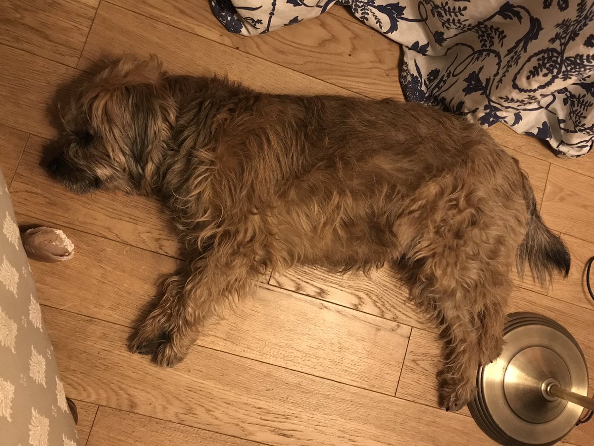 mac_brooke4's tweet photo. Jus resting mesen ready for tomorrow. I ain’t scared of no vet 😬 https://t.co/Rv7Ueq8XDV