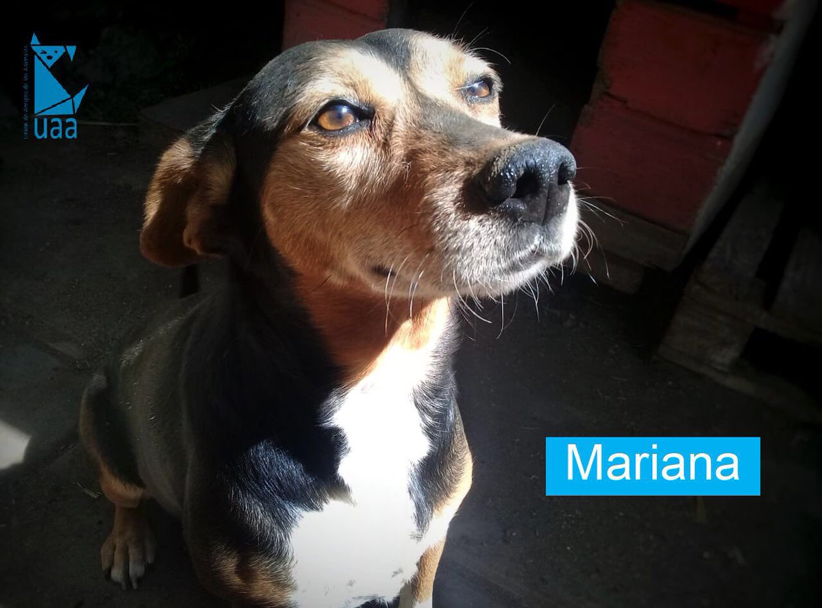 Ella es Mariana, tiene 6 años y es muuuy tranquila. Le encanta sentarse a tomar sol por lo que es ideal para compañía y para pasear con correa. Su tamaño es mediano. ¡Ayúdanos a compartir! #eligeadoptar #adoptanocompres