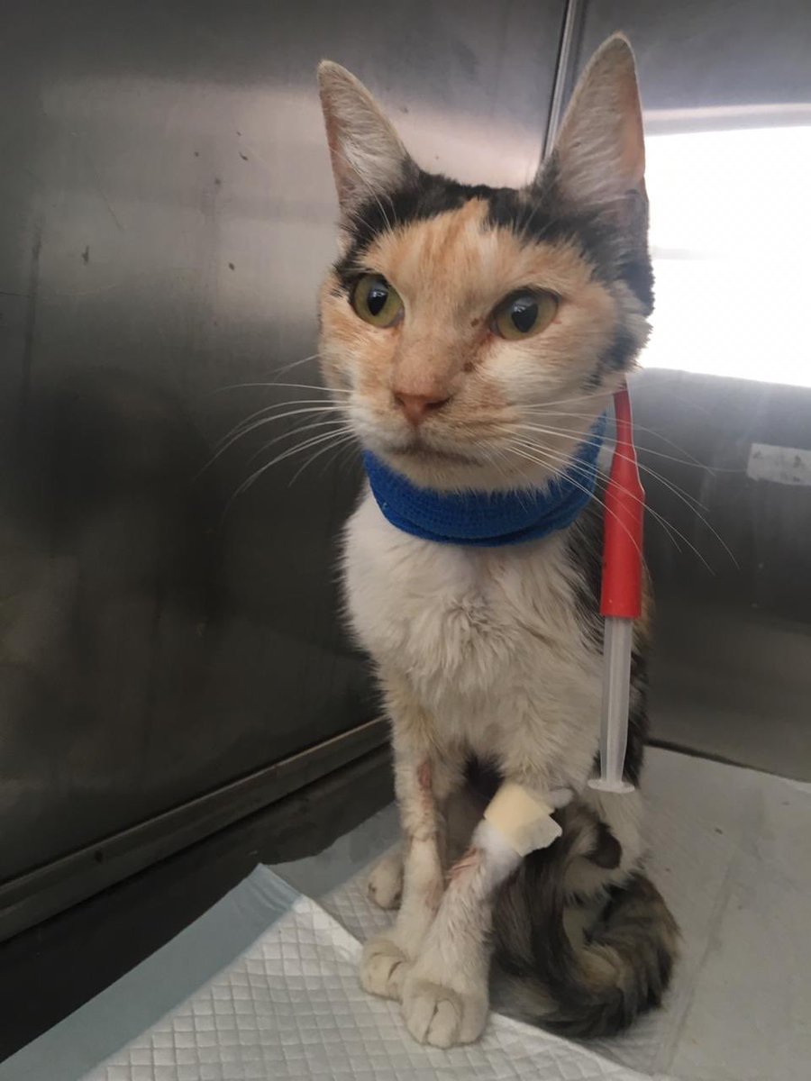GMiaus's tweet photo. Nuestra nebula con mejor animo, sigue crítica, pero al menos ahora ronronea, hace sus necesidades y está más atenta a lo que ocurre a su alrededor, te amamos preciosa!! #nebula #valparaiso #gimpert #adoptanocompres #adopta https://t.co/OB1hbKF4d2