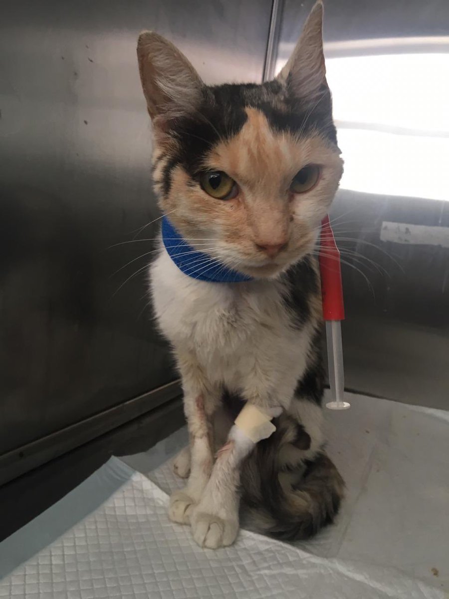 GMiaus's tweet photo. Nuestra nebula con mejor animo, sigue crítica, pero al menos ahora ronronea, hace sus necesidades y está más atenta a lo que ocurre a su alrededor, te amamos preciosa!! #nebula #valparaiso #gimpert #adoptanocompres #adopta https://t.co/OB1hbKF4d2