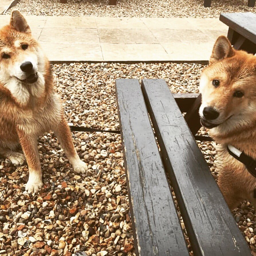 ship_styal's tweet photo. The dogs are allowed in our beer garden! 👌🏼🍴🐾 The perfect end to your country walks... #StyalLife https://t.co/oyar0YoiTJ