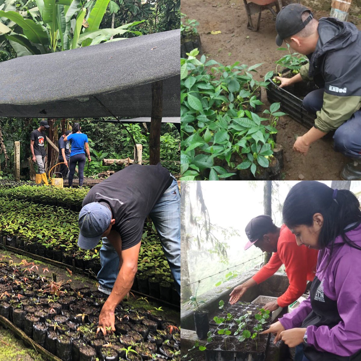 Hoy celebramos el día internacional de los bosques 🍃🙌🏽🍃 Nos seguiremos esforzando cada día para incorporar más árboles 🌳 de especies nativas a nuestro planeta 🌎💪🏼 #forest #mindocloudforestfoundation #conservation