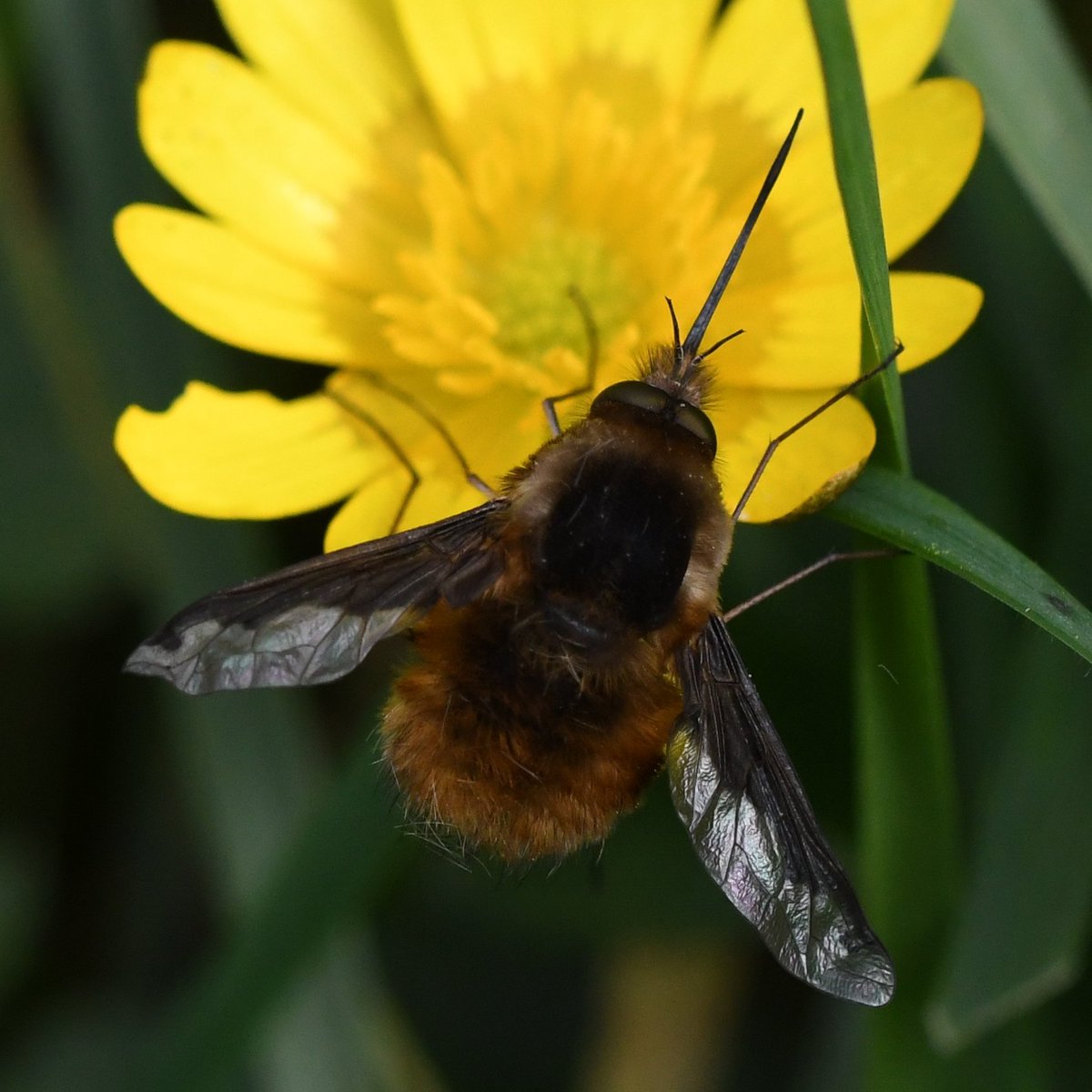 Fantastic to see 3 Dark-edged bee-flies (Bombylius major) today while exploring 
Pen Dinas Hill-fort, Aberystwyth, with @GRyley99. Have there been many Welsh records so far this year @SoldierfliesRS? #beeflywatch