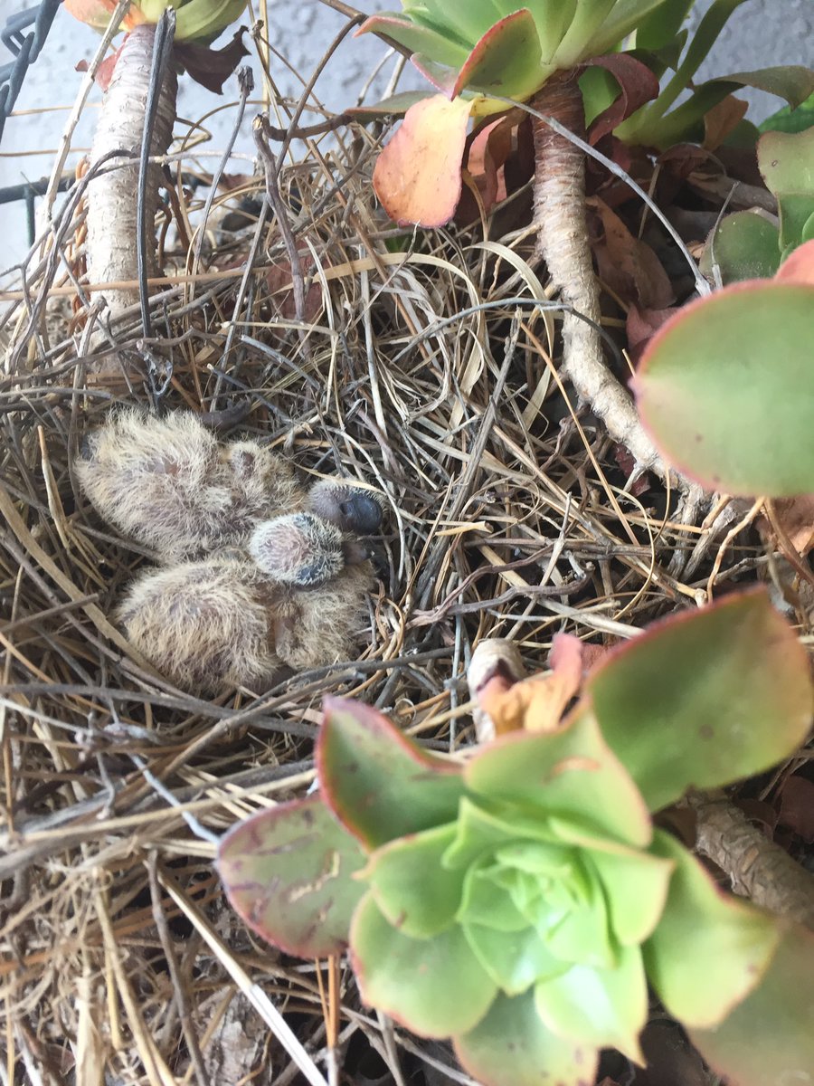 neelillek's tweet photo. Dove Babies #firstdayofspring2019 https://t.co/QtvO4DJOBh