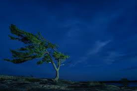 Le dieu du vent existe
Lorsque qu'il chante dans les branches,
Et qu'il persiste,
A nous jouer les amours perdus en soliste,
Qui dans le grimoire de ma mémoire subsiste... 
<a href="/IBeaumanoir/">Isidore Beaumanoir</a>