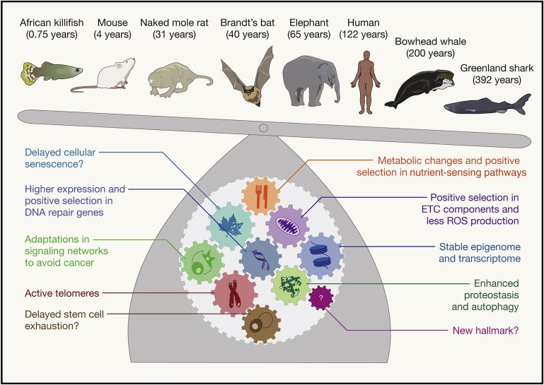 How is aging regulated in vertebrates? 

Are common themes emerging from genetic studies in mice, humans, and species with vastly different lifespans in nature?

Our latest review is out! authors.elsevier.com/a/1YlvfL7PXYUb…

Huge congrats to <a href="/param_p_singh/">Param P Singh</a>, <a href="/BADemmitt/">BADemmitt</a>, and <a href="/Ravi__Nath/">Ravi Nath</a>!!