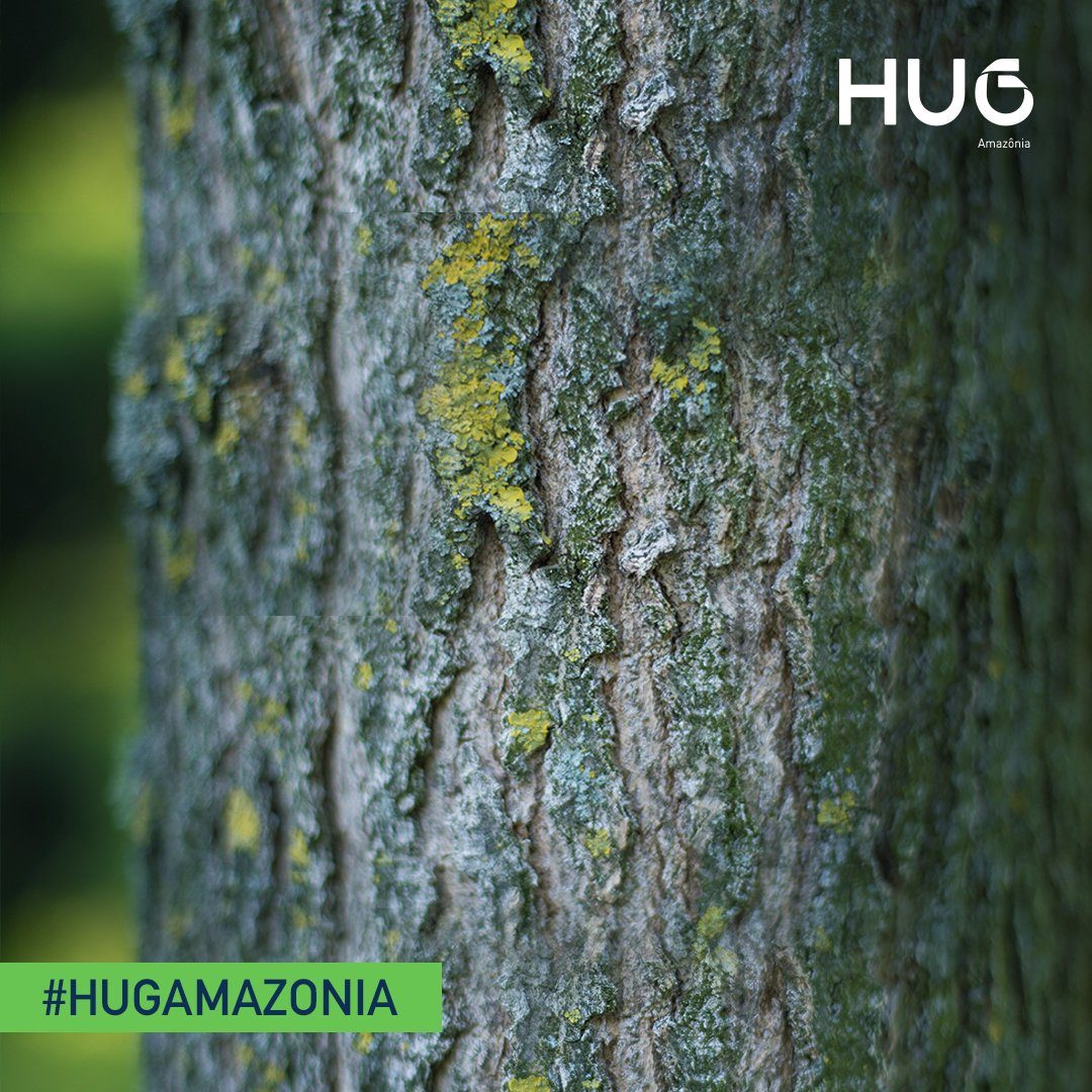 HUGAmazonia's tweet photo. Today is the International Day of Forests! https://t.co/LFfCGIPoFs - @unitednations - Let us celebrate the Amazon Rain Forest by learning how to support our biomes and prevent nature’s destruction. Let’s value the living Forest!

#InternationalDayOfForests #deforestation https://t.co/KE5zFBieeQ
