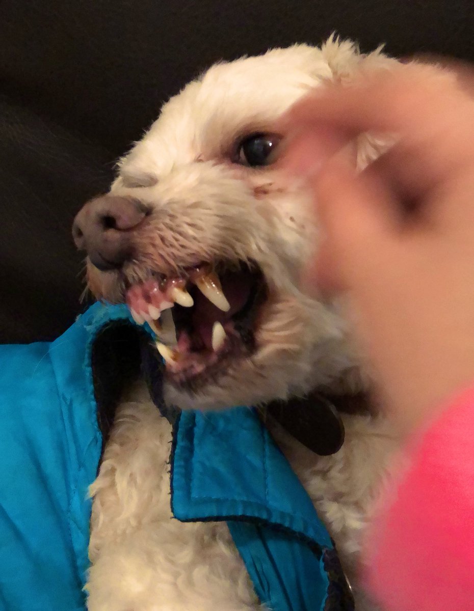 LiliDelgado_'s tweet photo. No me toques humana 🥺 https://t.co/e5tPELOz2M