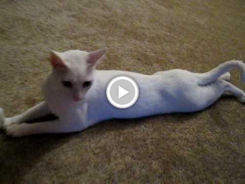 foranimallover's tweet photo. Kona Still Sleeps Funny... Silly Cat https://t.co/Eg1JBVU5SM #staged https://t.co/zWjuXWvms0