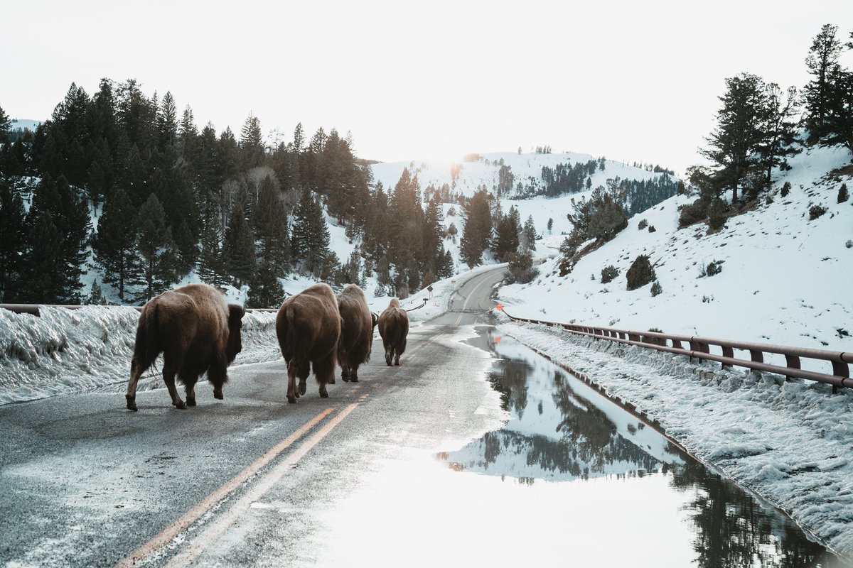 ChrisCauble's tweet photo. First days of spring in Yellowstone https://t.co/S2sJQVtv9g