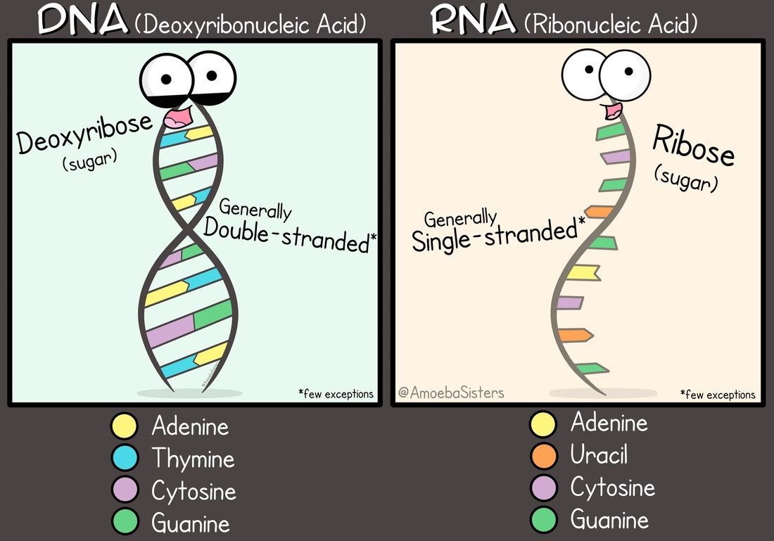 ComicsFranklin's tweet photo. Para entender mejor el DNA del RNA 😌👍 #BioRMSI #DNA https://t.co/bTovAhzvSk