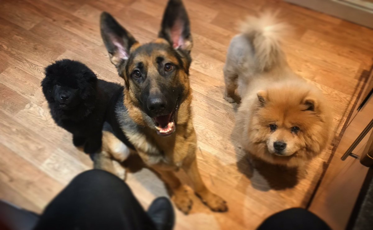 I love my fur babies with all my heart,#dogsoftwitter