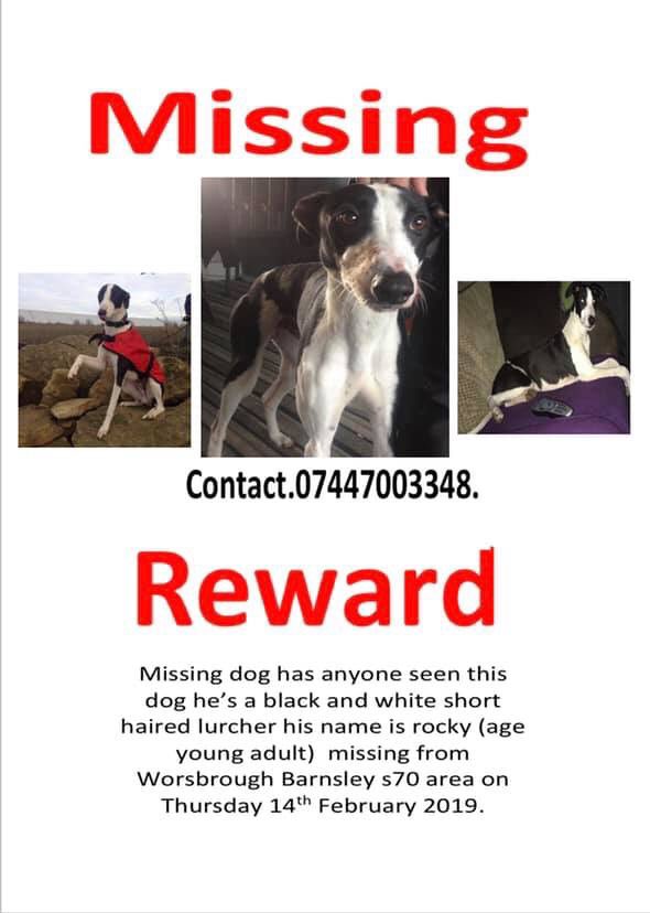 Mollie the Pug tweet media