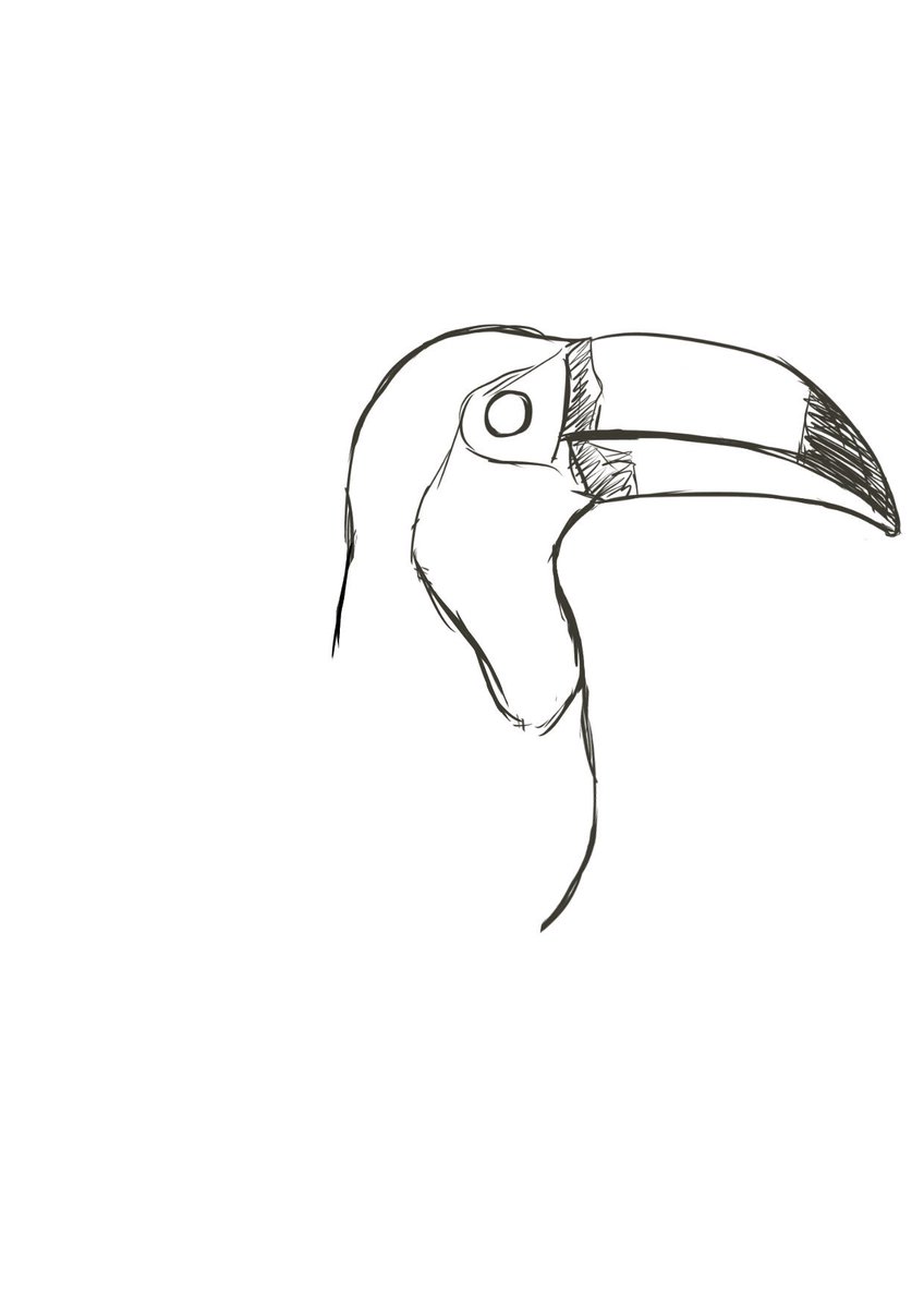 monochrome greyscale no humans simple background white background animal focus bird  illustration images