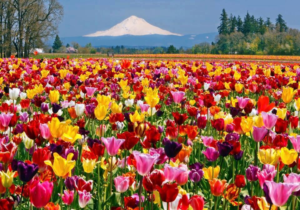 PdxPipeline's tweet image. Opening weekend is here!

This year's @WoodenShoeTulp Festival Festival features 40 acres of tulips and daffodils in nearly 120 varieties of every color. Activities include pony rides, wagon rides, wine tasting, a million photography opportunities &amp;amp; more! bit.ly/2HSr4iv