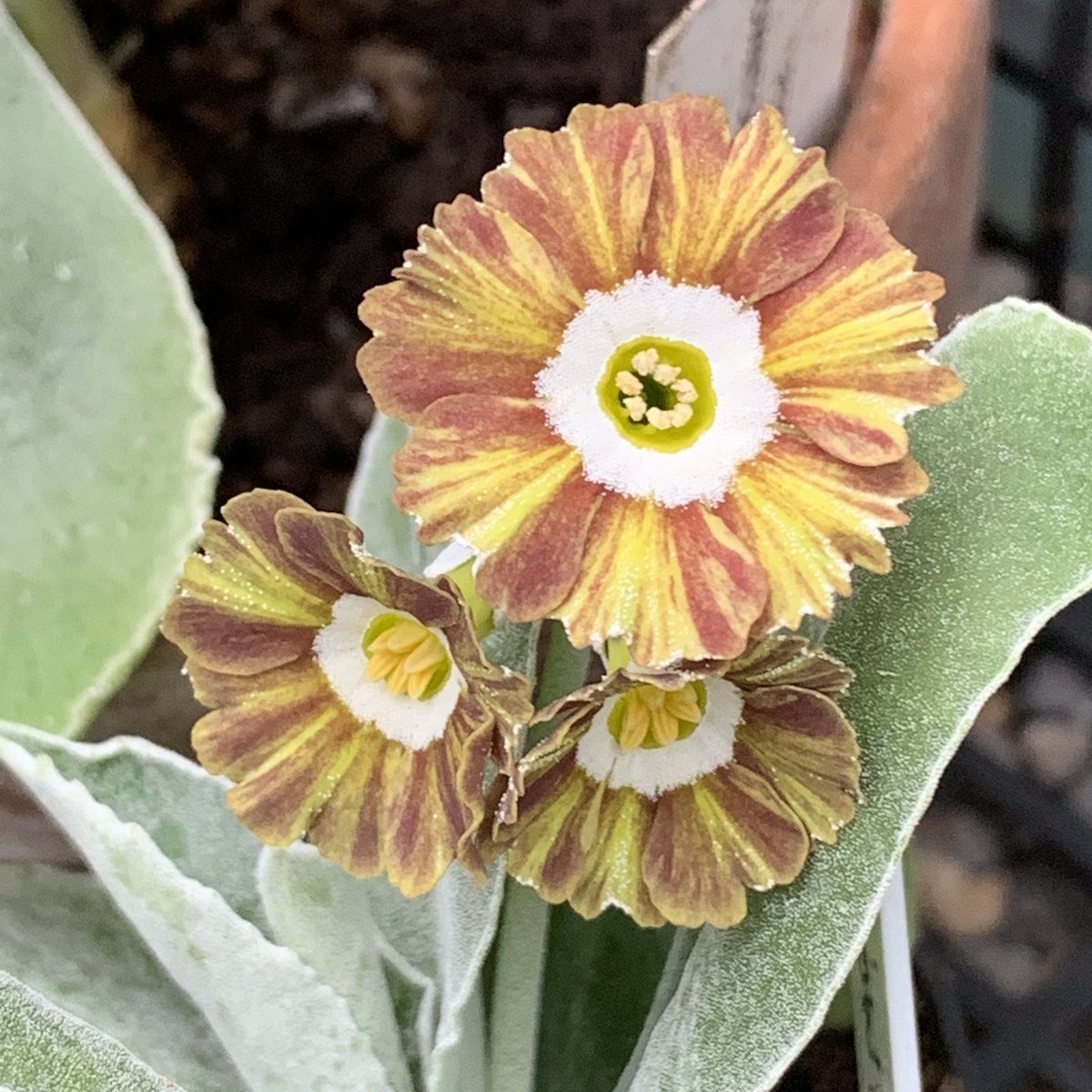 _trowelandfork's tweet photo. Auricula season has begun! https://t.co/14vcQlKFN6