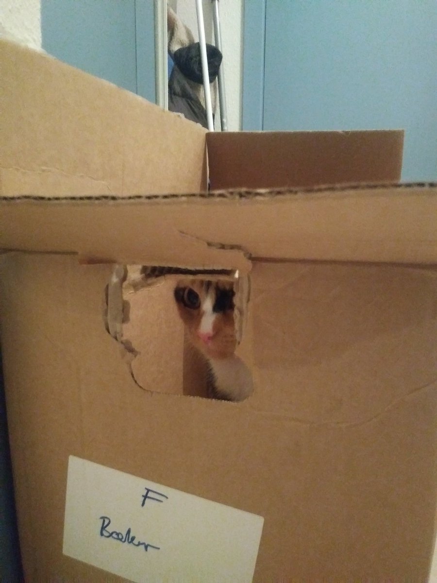 Móa, þessi kisa, hatar að flytja. Eins og flestar. En mikið elskar hún tóma pappakassa.