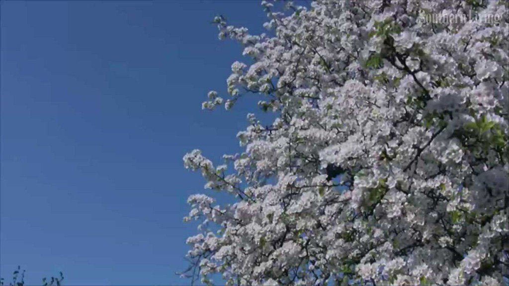 4029news's tweet photo. Fayetteville issues bounty on Bradford Pears https://t.co/aRS7a0zuI9 https://t.co/pduk3HV50C